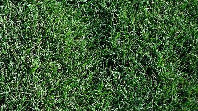 grama-bermudas-gramalinda