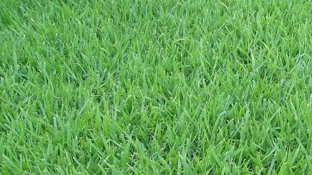 grama-esmeralda-gramalinda