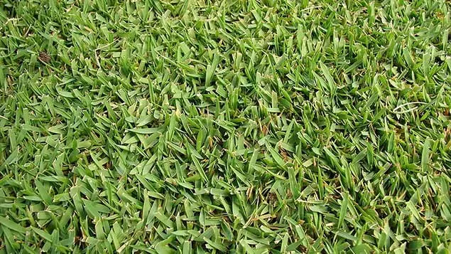 grama-santo-agostinho-gramalinda