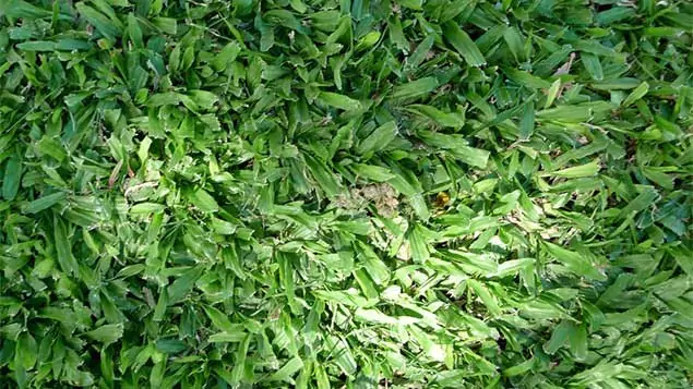 grama-sao-carlos-gramalinda